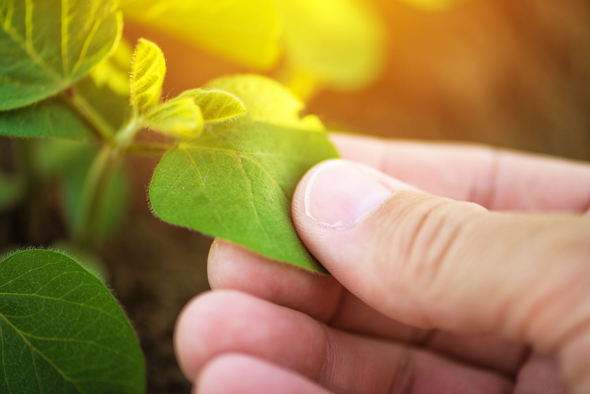 Close up of male farmer hand examining soybean plant leaf in cultivated agricultural field, agriculture and crop protection