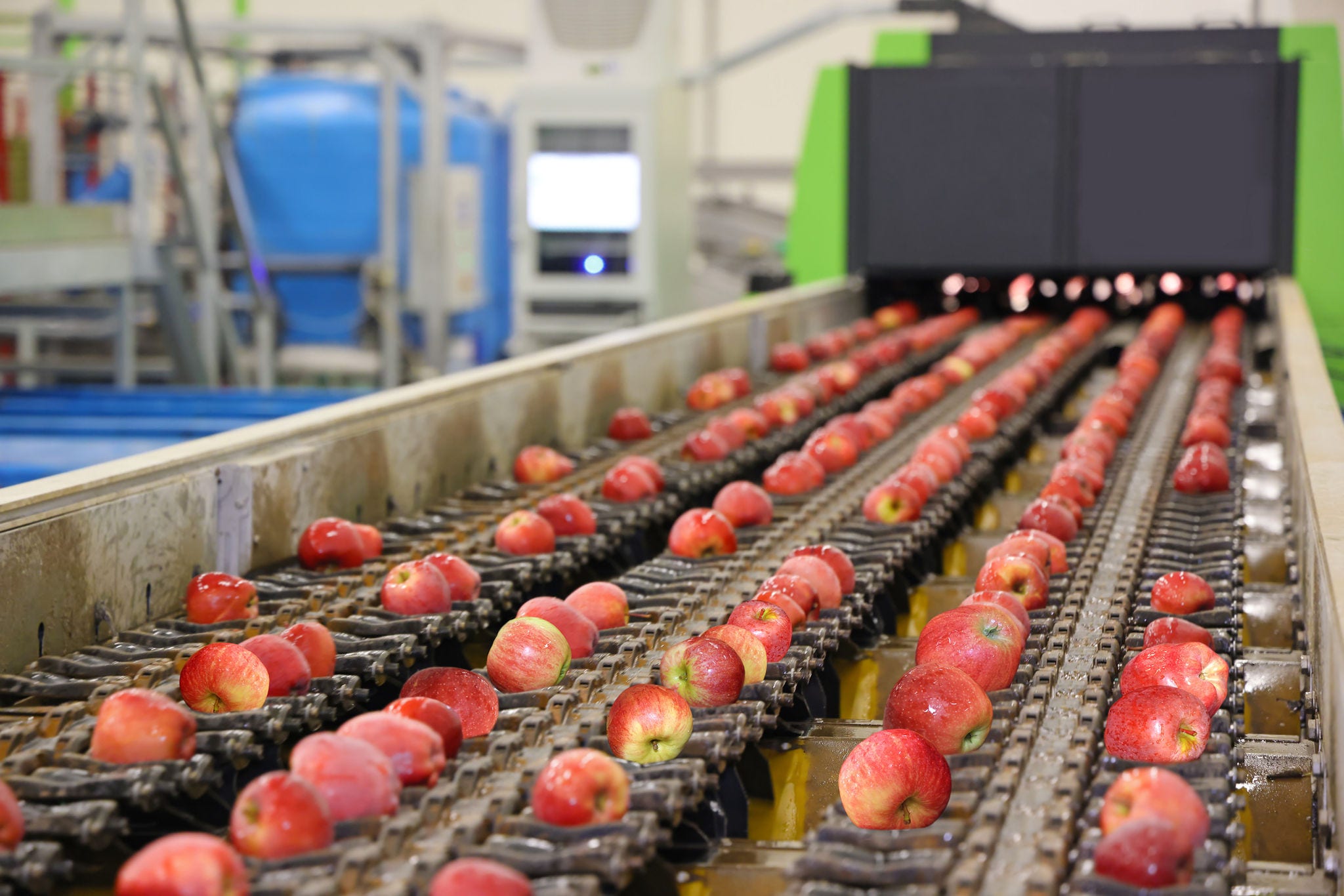 Clean fresh apples moving on conveyor sorting and grading by the machine in a fruit packing warehouse